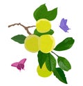 Vector stock illustration of a Japanese plum. Green apricot on a branch.